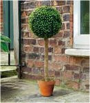 Искуственное растение Topiary Ball дерево 80cm 