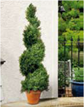  Искусственное растение Swirl Border 80cm кипарис