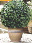 Искуственное растение Topiary Ball 15cm крупные листья