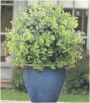 Искуственное растение Topiary Ball 30cm мелкие листья